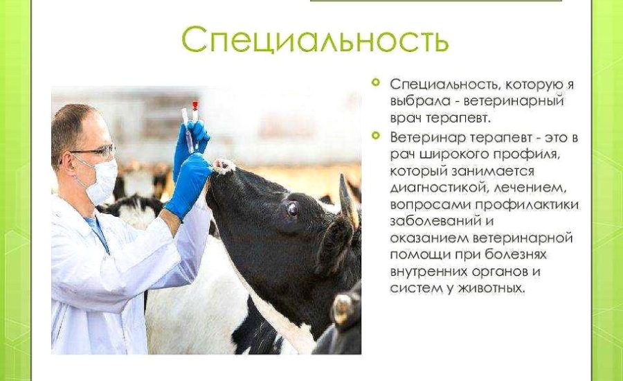 главный ветеринарный врач